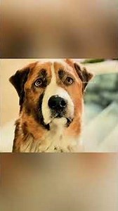 "Barker, the Naughty Dog and the Birthday Surprise" #marcos #film #shorts