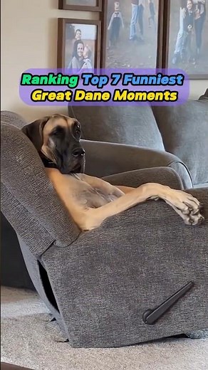 Ranking Top 7 Funniest Great Dane Moments 😂 #funny#dog#funnydogs#funnyvideos#foryou#dogsofyoutube