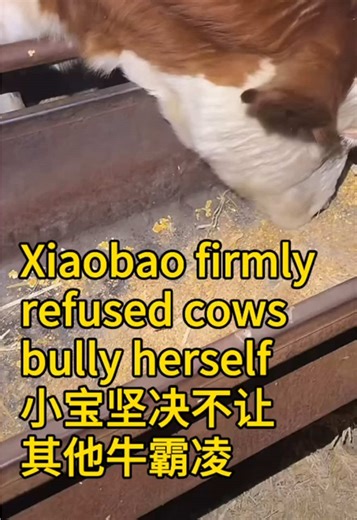 Xiaobao Stops Cow Bullying on the Farm