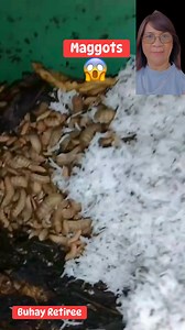 Maggots eating coconut #maggots #worms #coconut | Wylynda Ilagan