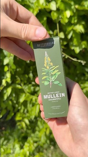 Natural Lung Detox? Here’s What Mullein Does to Your Lungs