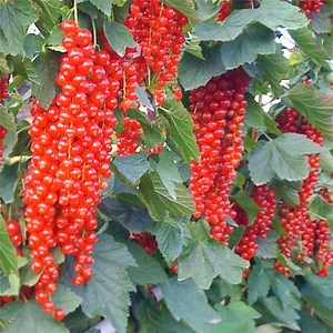 Planter les groseilliers à grappes - Gamm vert
