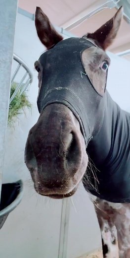 Batman Horse - The Ultimate Bat Equine Companion!