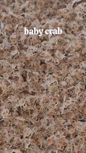 Baby Crab Farming: Tips for Success