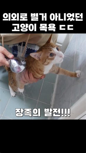 고양이 목욕 일상: 바바와의 특별한 욕조 시간