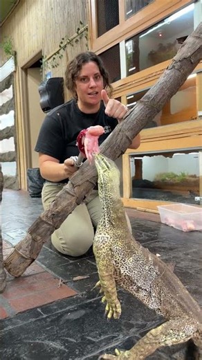 Feeding one of my favorite 🤩 monitors 🦎