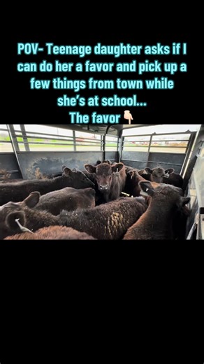 #rockybottombeefandbulldogs #fyp #fypage #missouri #bestlife #spring #backgroundingcattle #womeninag #farmher #cattle #beef #angus