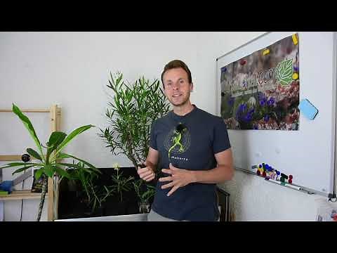 Oleander (Nerium oleander) - Care, pruning, overwintering, propagation from cuttings, caring for ...