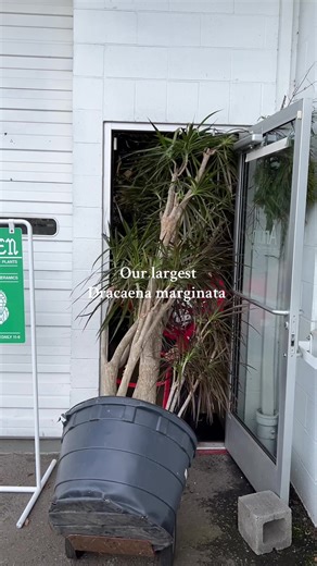 Dracaena Marginata Care Tips for Resilient Houseplants