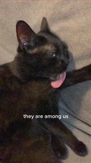 Mysterious Aliens Among Us | Cat Invasion on TikTok