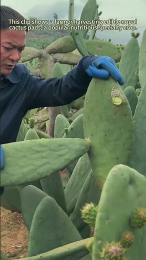 Safe Harvest Guide For Edible Prickly Pear Cactus Pads, Avoid Thorn Injuries