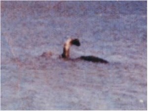 Sandra Mansi photo of Champ (Read description also)