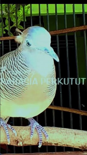 Zebra Dove Calls – Calming Bird Relaxing 113 | #birds #birdsounds #birdsong #animalsongs