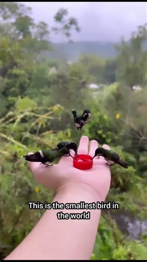 This Smallest Bird Heart Beats 1000 Times Per Minute! 😳”