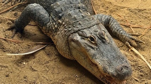 Zoo breaks silence after boy, 3, thrown into crocodile enclosure as man arrested