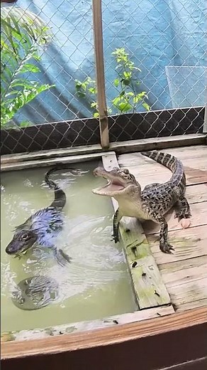 These young gators are ready to eat! 😂