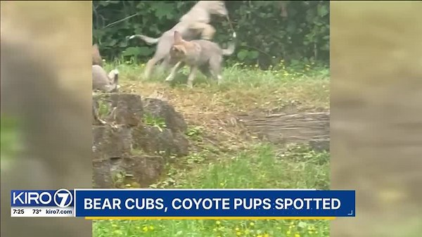 VIDEO: Bear cubs, coyote pups spotted around town