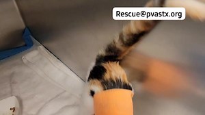 Fangs (179807) This super sweet and friendly kitten was found by a pedestrian with reports of a wound on her belly. As our medical team closely examined her, they found tissue coming out of her abdomen. She is eating and drinking well. Fangs has not had any bowel movement in our care, yet. For now, treatments consists of cleansing the area with betadine solution and wrapping it. Fangs would greatly benefit from receiving care outside of the shelter environment. If you can help please reach out t