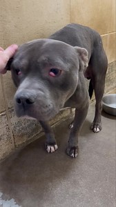 43K views · 1.8K reactions | Meet Bramble, a sweet dog who’s found...