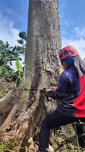 3M views · 18K reactions | 漢 #chainsaw #husqvarna #arborist | Erwan Hasena Putra | Facebook