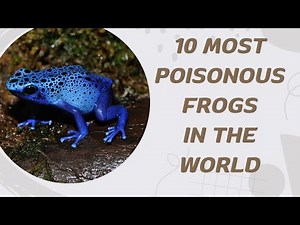 10 Most Poisonous Frogs In The World