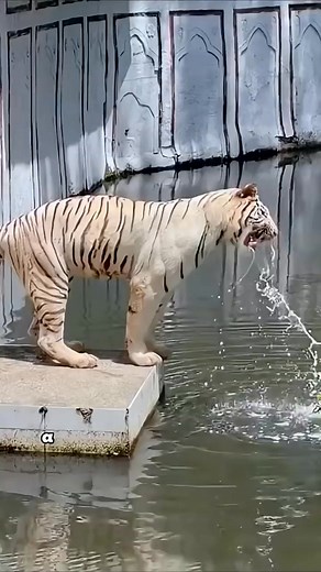 4.5M views · 12K reactions | Zookeeper Helps Pregnant White Tiger Give Birth After Feeling Down#shorts #animals #whitetiger | Loveable Stories | Facebook