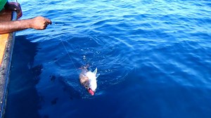 183K views · 265 shares | Red Snapper is one of the most popular of all white fish. | Neerulagam | Facebook