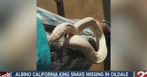 Albino California King snake found in Oildale