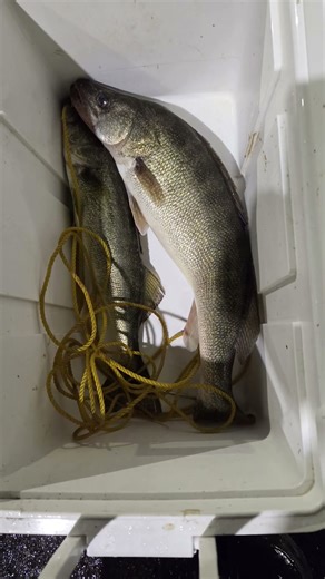 LAKE ERIE WALLEYE FISHING A GREAT SUMMER #walleyefishing