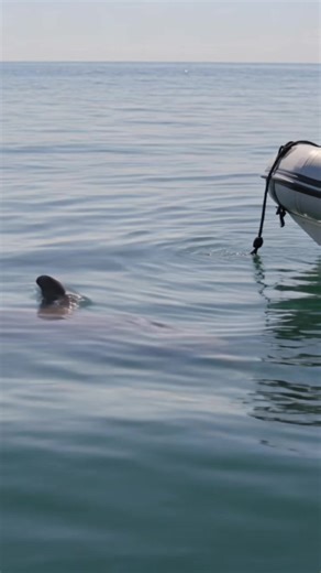 Dolphin's Unexpected Encounter with Our Boat