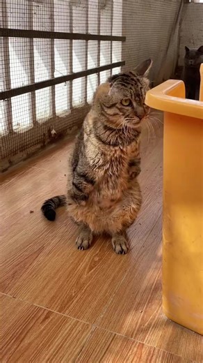 手がないけれど、前腕で優しく触れる。耳が ないけれど、呼び声を一つ一つ癒す。生命 は柔らかさで硬さを打ち破り、最も従順な態度で 世界を癒す #野良猫 #たぬき猫 #オレンジ猫