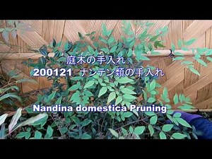 No.078_Care for Nandinas 200121
