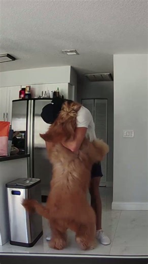 How my dog greets me when I get home everyday… #goldendoodle #dogdad #happydog