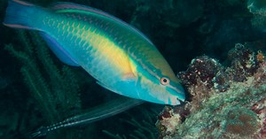 Parrotfish