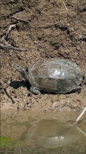 Turtles