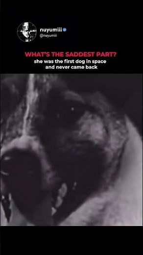 The First Dog Sent To Space Was Never Meant To Return
