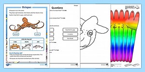 Octopus Activity Pack