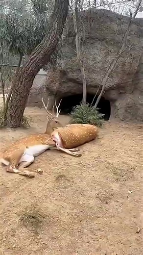 Navigating Life's Uncertainties with AI Insights