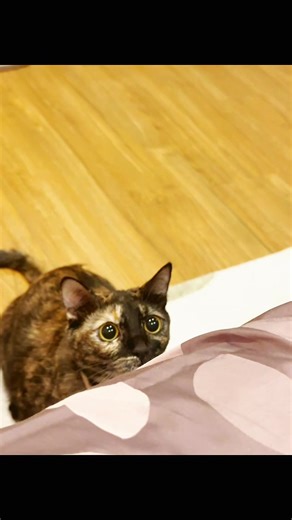 เวลาสนุก ตากลมวูปวาบบบบ ✨ #ทรัฟเฟิล #แมวจร #ทรัฟเฟิลมัฟฟิน #แมวน่ารัก #แมวเปอะ