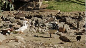 Pelican attempts to catch bread that has been thrown to the water bird. It then picks the crumbs off the ground at a pond.