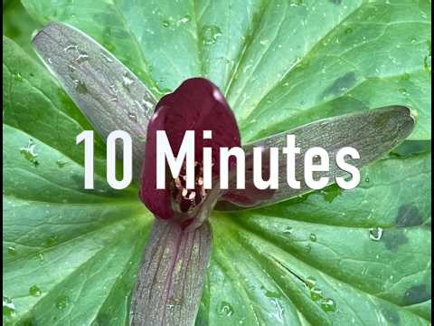 10 minute Timer - SILENT