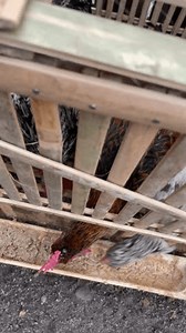 Larvae Black Soldier Fly Hermetia Illucens Stock Footage Video (100% Royalty-free) 3606649939 | Shutterstock