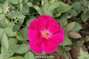 Rose Flowers Videos, Download The BEST Free 4k Stock Video Footage & Rose Flowers HD Video Clips