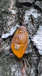 Making Jewelry From Nature’s Gifts: This Idea Is Pure Magic! | 5-Minute MAGIC