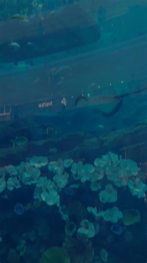 Video's van 🦋🦋princess ng hongkong🦋 (@janedorilg) met Ocean - MBB