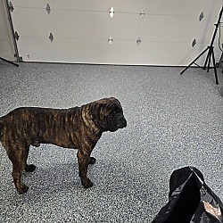 Lemon Grove, CA - Bullmastiff. Meet Titus a Pet for Adoption - AdoptaPet.com