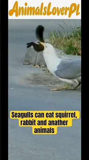 What do seagulls eat ? #shorts