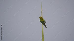 Green parakeet from Mauritius perching on top of palm tree stem