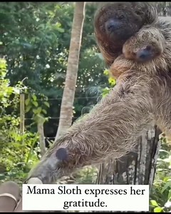 Mama Sloth Shows Her Gratitude ❤️❤️❤️❤️🦥 Follow Us @ Sloth of The Day Visit Us @ https://slothoftheday.com Follow Us On Youtube https://www.youtube.com/@slothoftheday | Sloth of The Day