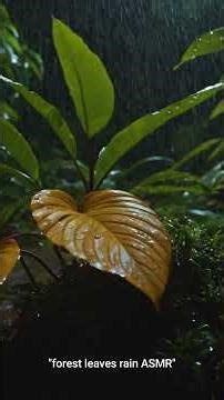 "rain sleep sounds 🌧️ DEEP RELAX NATUREFLOW" #natureflow